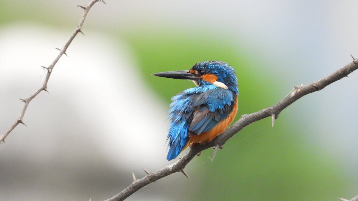 A vivid blue and orange kingfisher perches on a thorny branch, showcasing its colorful plumage.